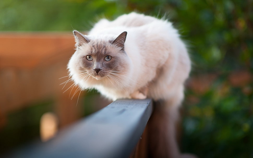 selective focus photo of long fur cat on railing HD wallpaper